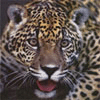 [userpic]