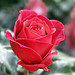 [userpic]
