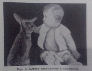 w-baby-rabbit