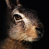 [userpic]