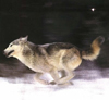 [userpic]