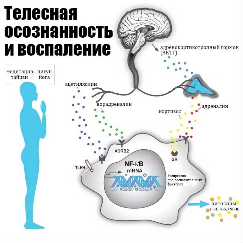 медиаторы-воспаления